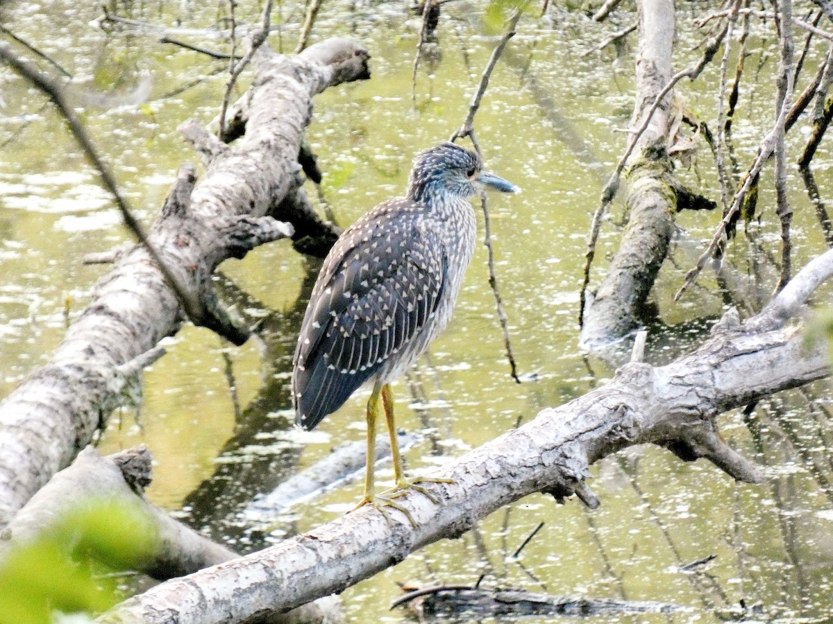 Yellow-crowned Night Heron - ML623321632