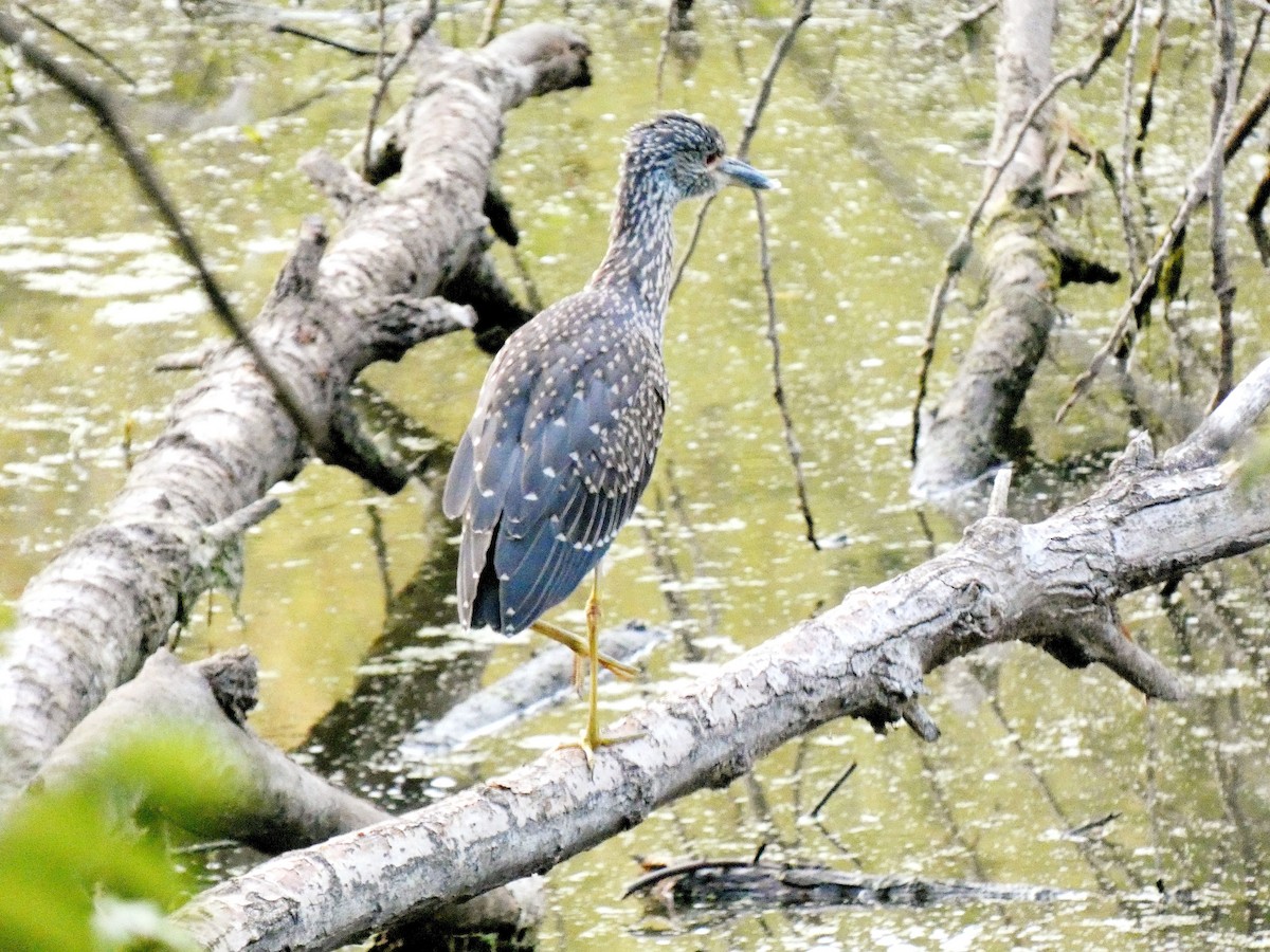 Yellow-crowned Night Heron - ML623321634