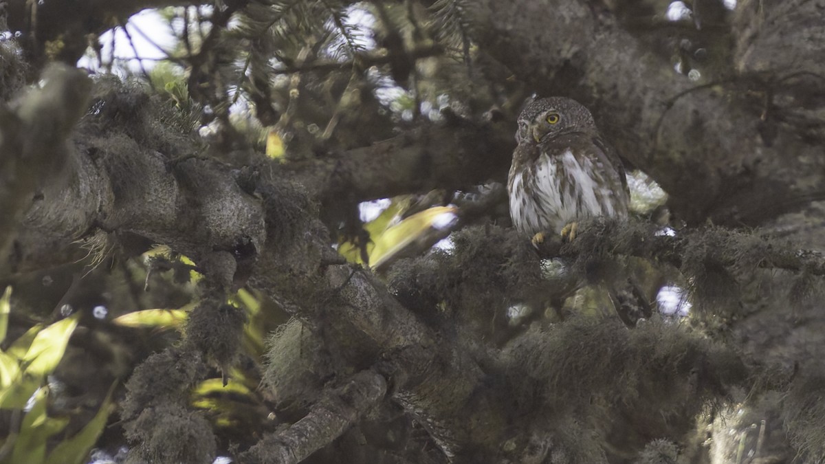 Northern Pygmy-Owl (Guatemalan) - ML623321635