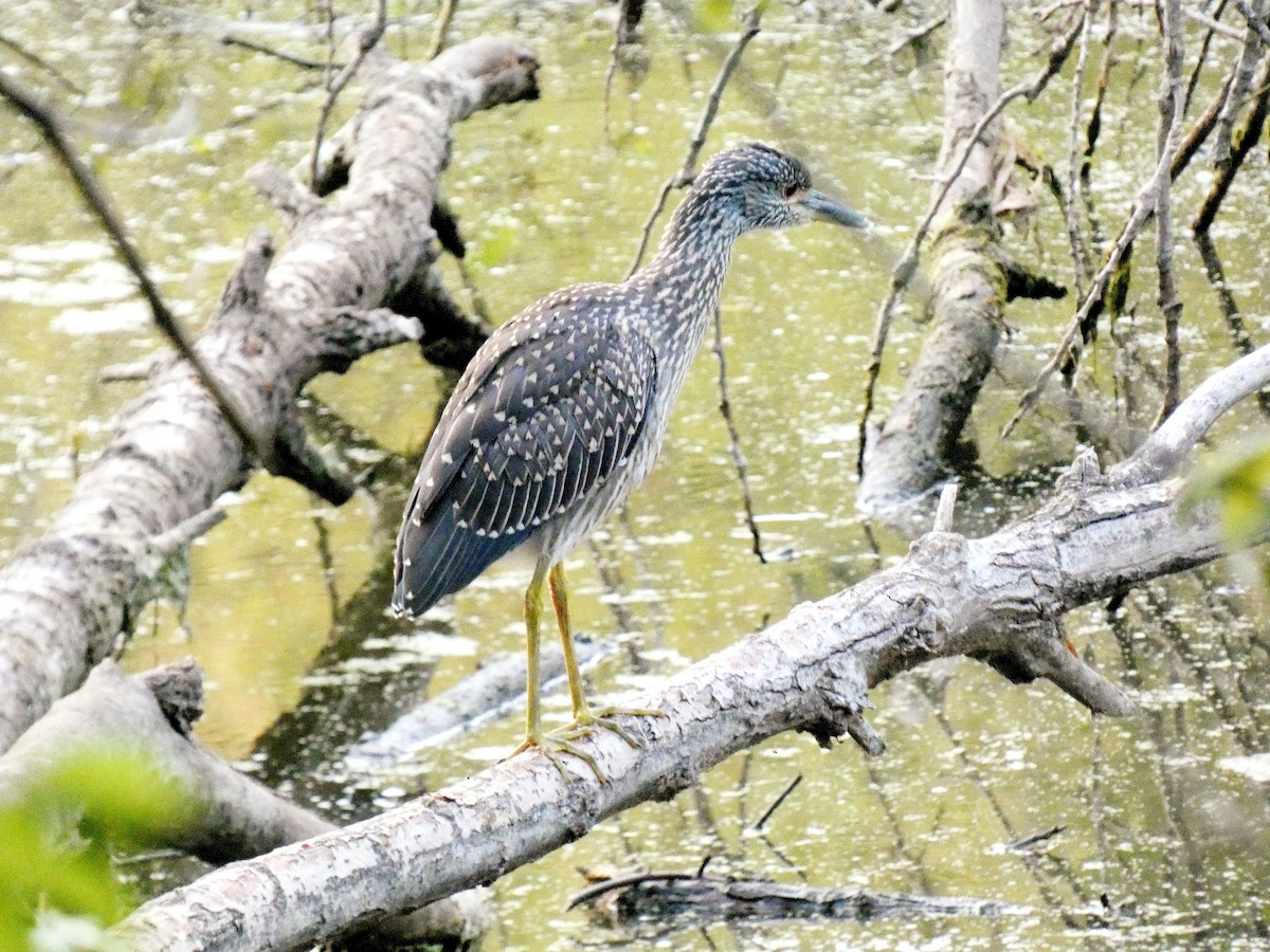 Yellow-crowned Night Heron - ML623321636