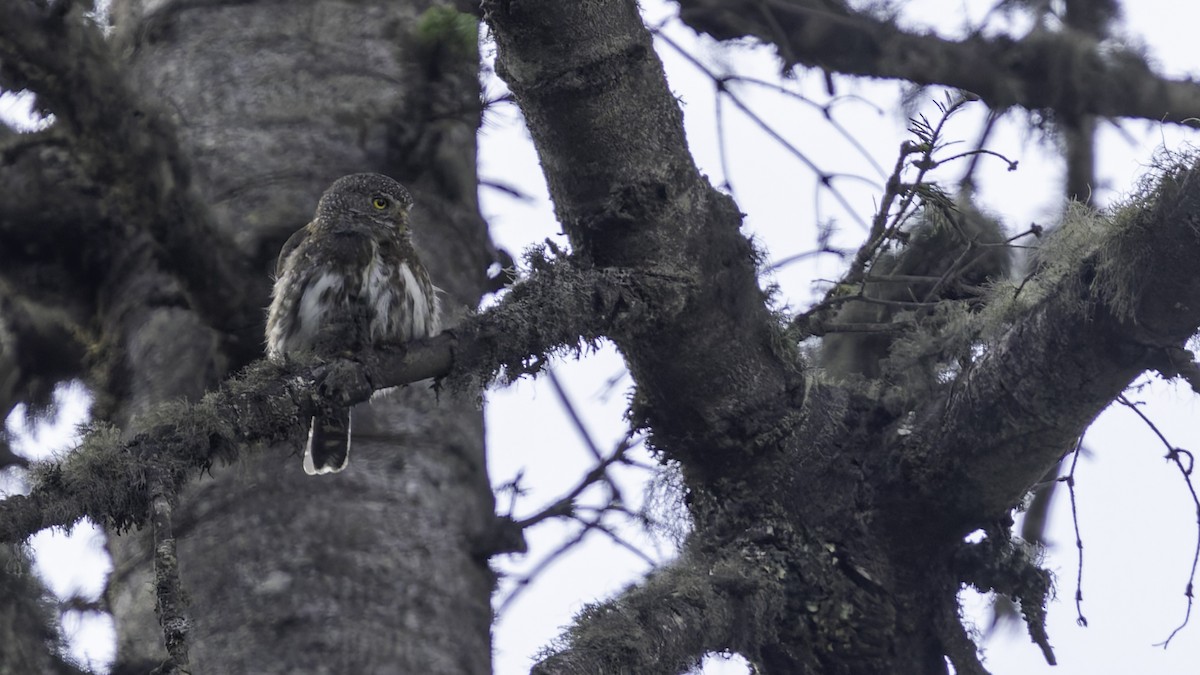 Northern Pygmy-Owl (Guatemalan) - ML623321637