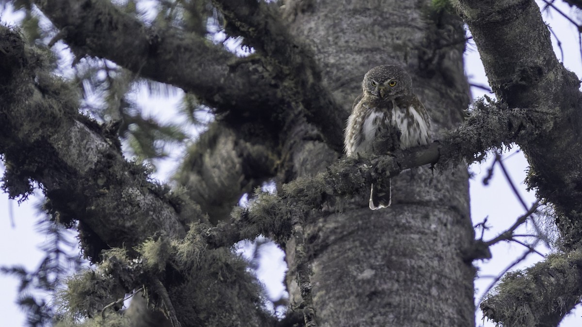 Northern Pygmy-Owl (Guatemalan) - ML623321643