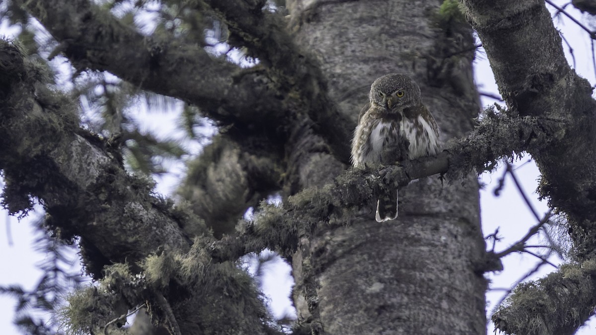 Northern Pygmy-Owl (Guatemalan) - ML623321647