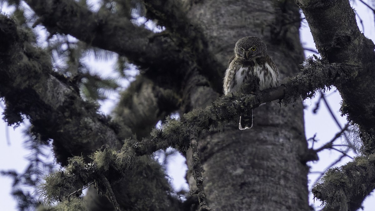 Northern Pygmy-Owl (Guatemalan) - ML623321649