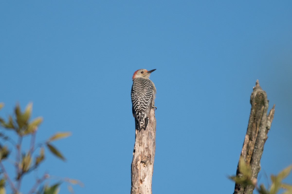 Red-bellied Woodpecker - ML623321654