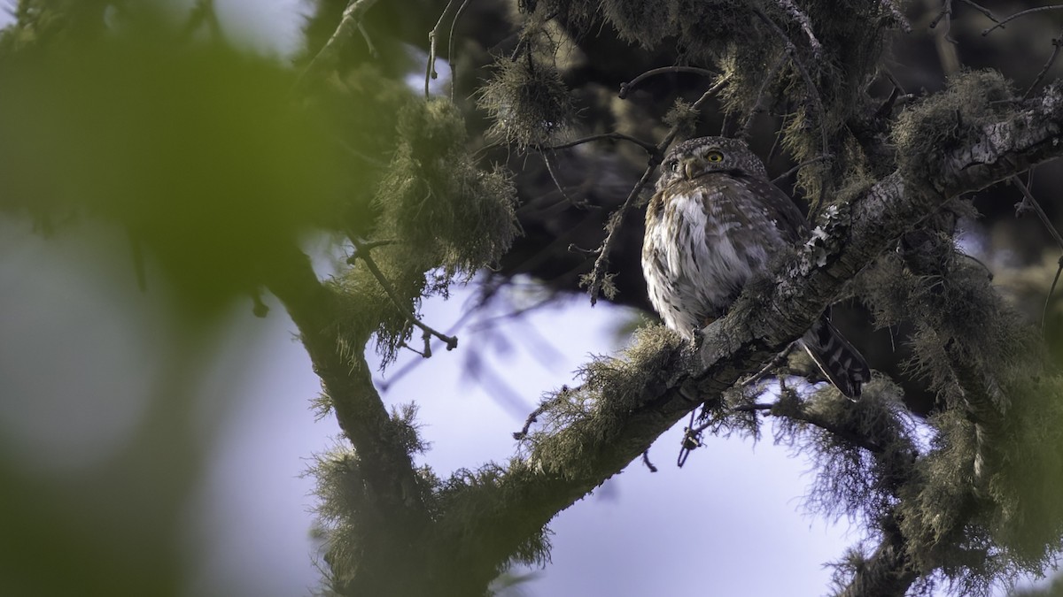 Northern Pygmy-Owl (Guatemalan) - ML623321677