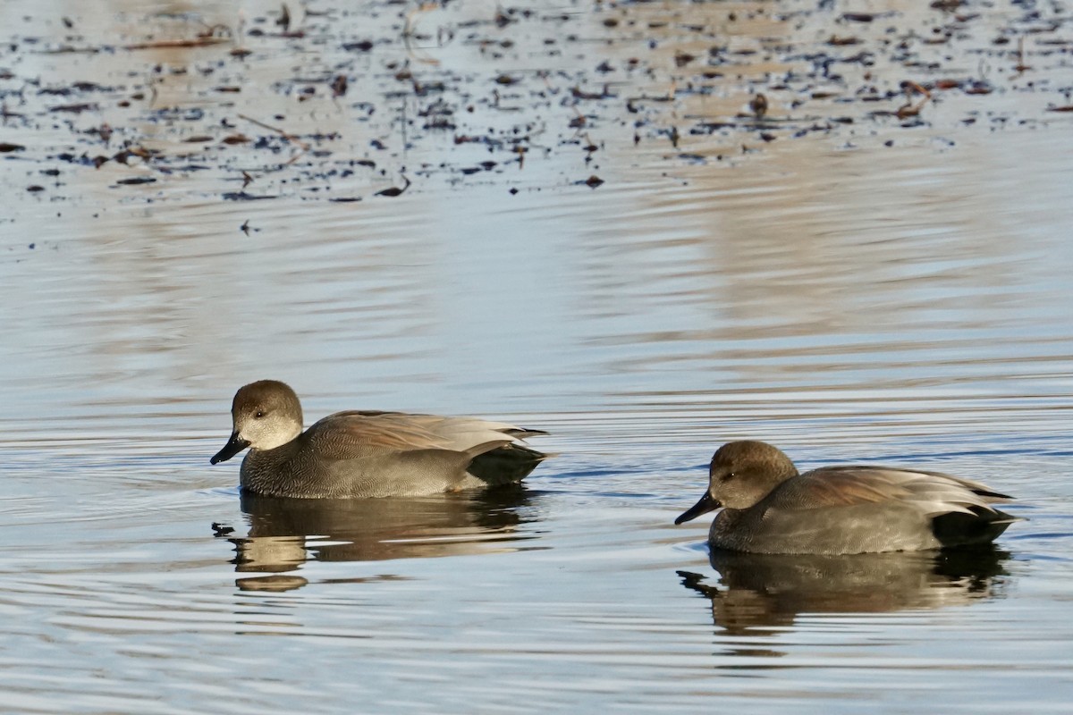 Gadwall - ML623321736