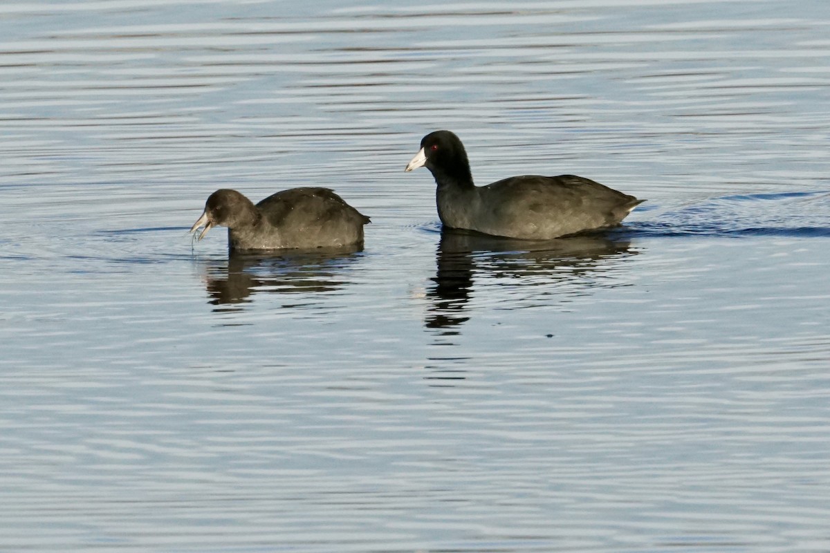 American Coot - ML623321742