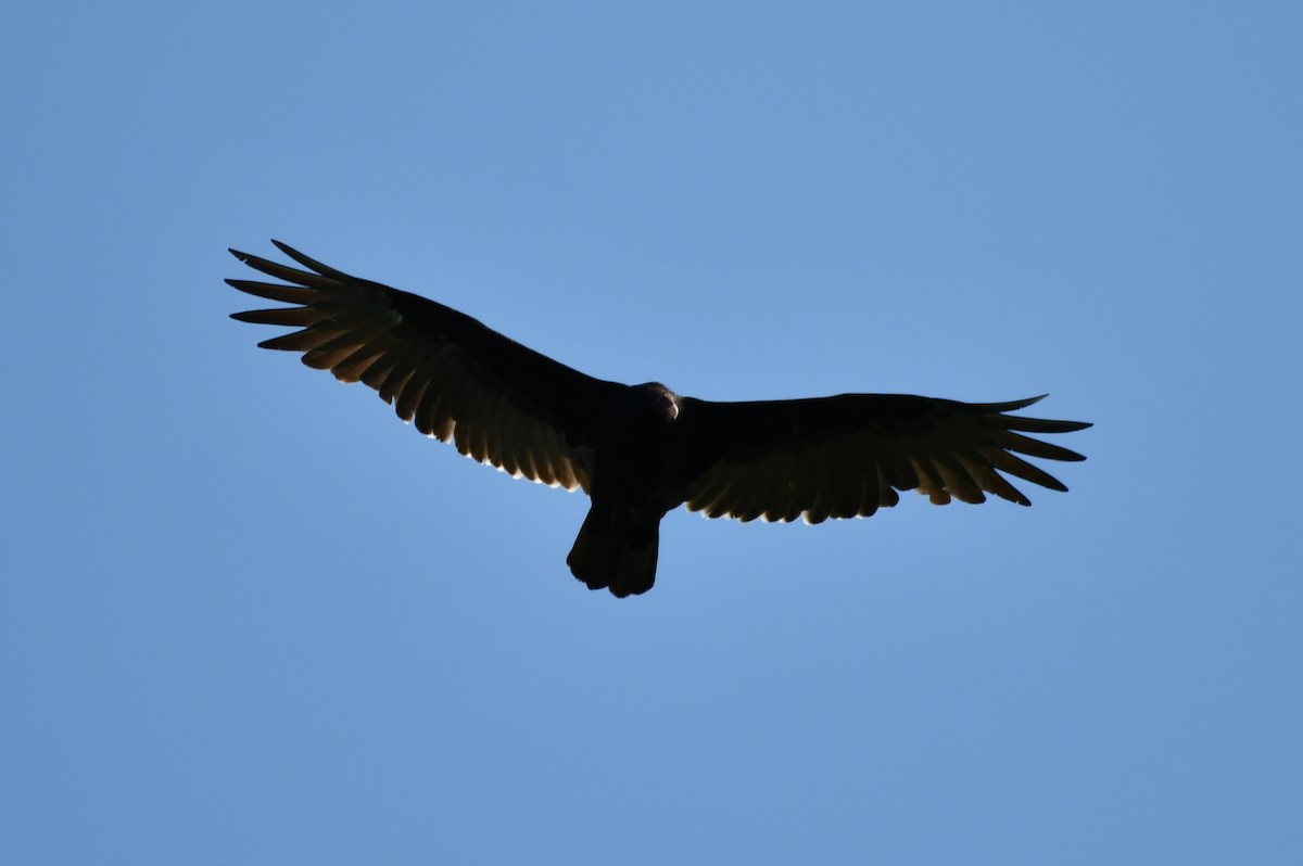 Turkey Vulture - ML623321750