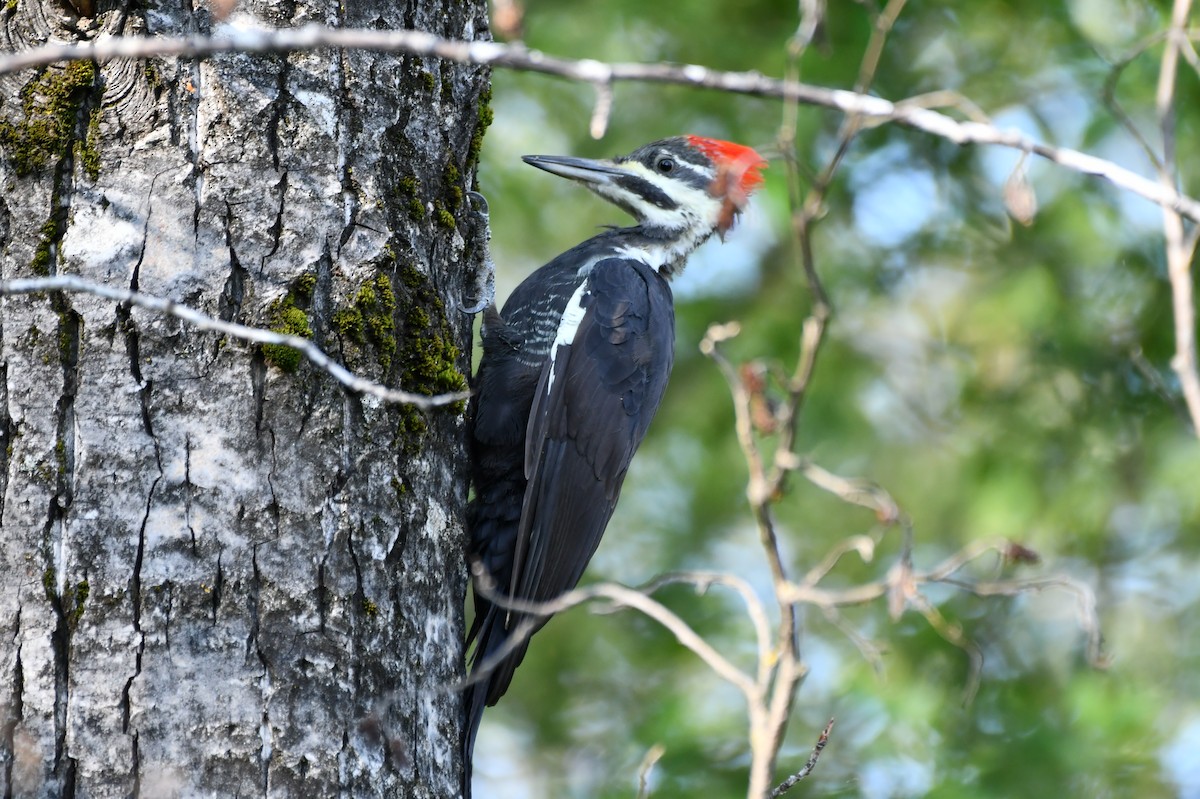 Pileated Woodpecker - ML623321756