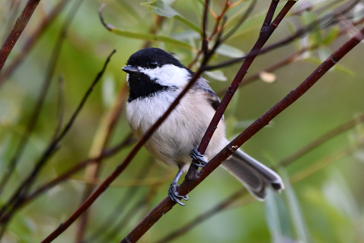 Black-capped Chickadee - ML623321760