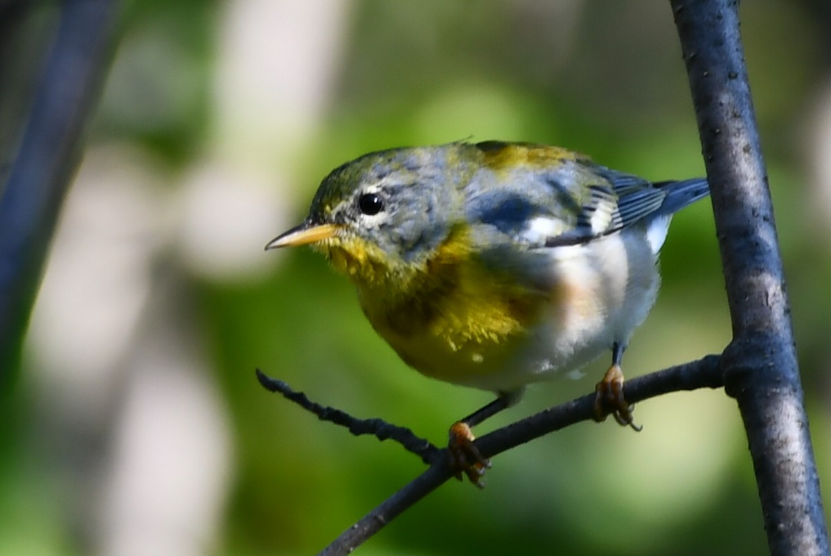 Northern Parula - ML623321779