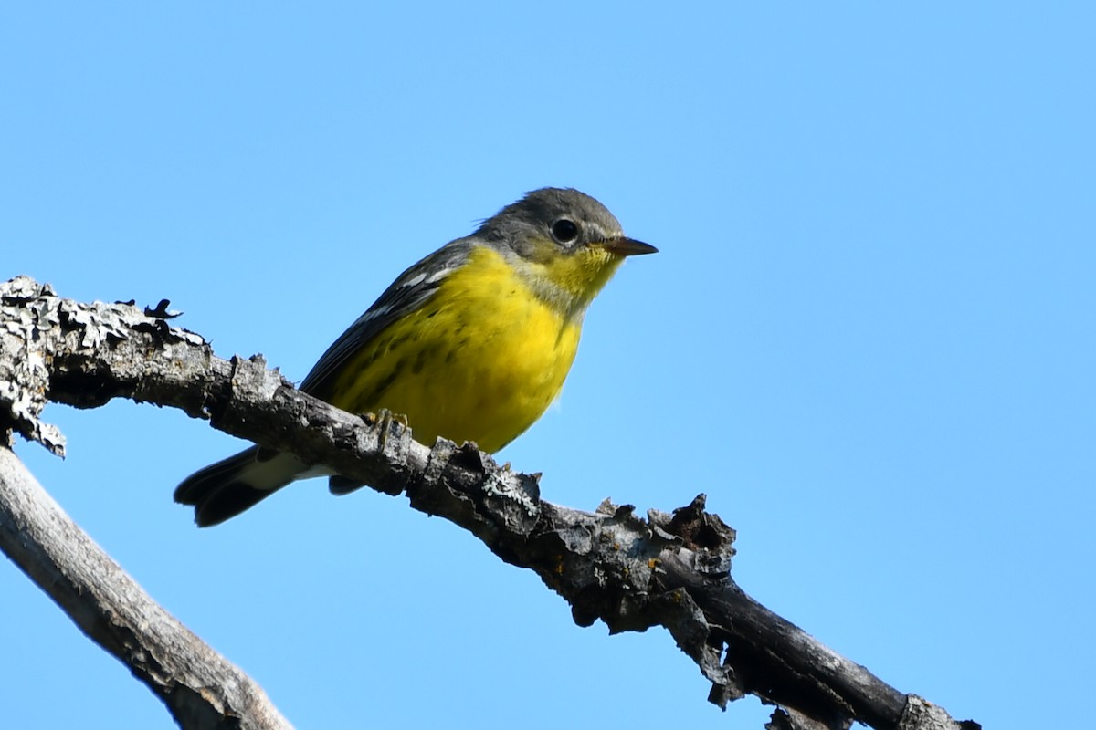 Magnolia Warbler - ML623321784