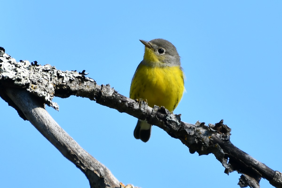 Magnolia Warbler - ML623321785