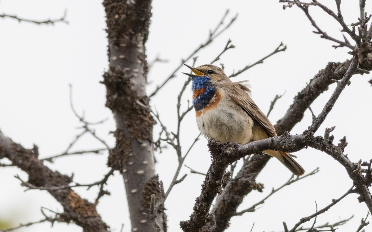 Blaukehlchen - ML623321803