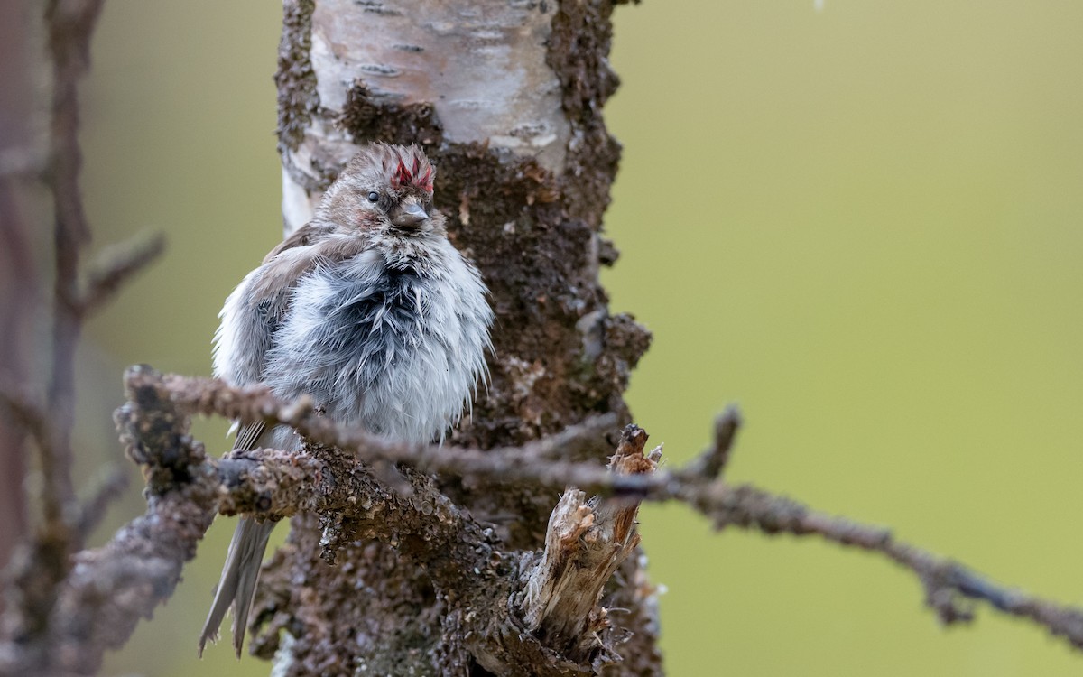 Hoary Redpoll - ML623321829