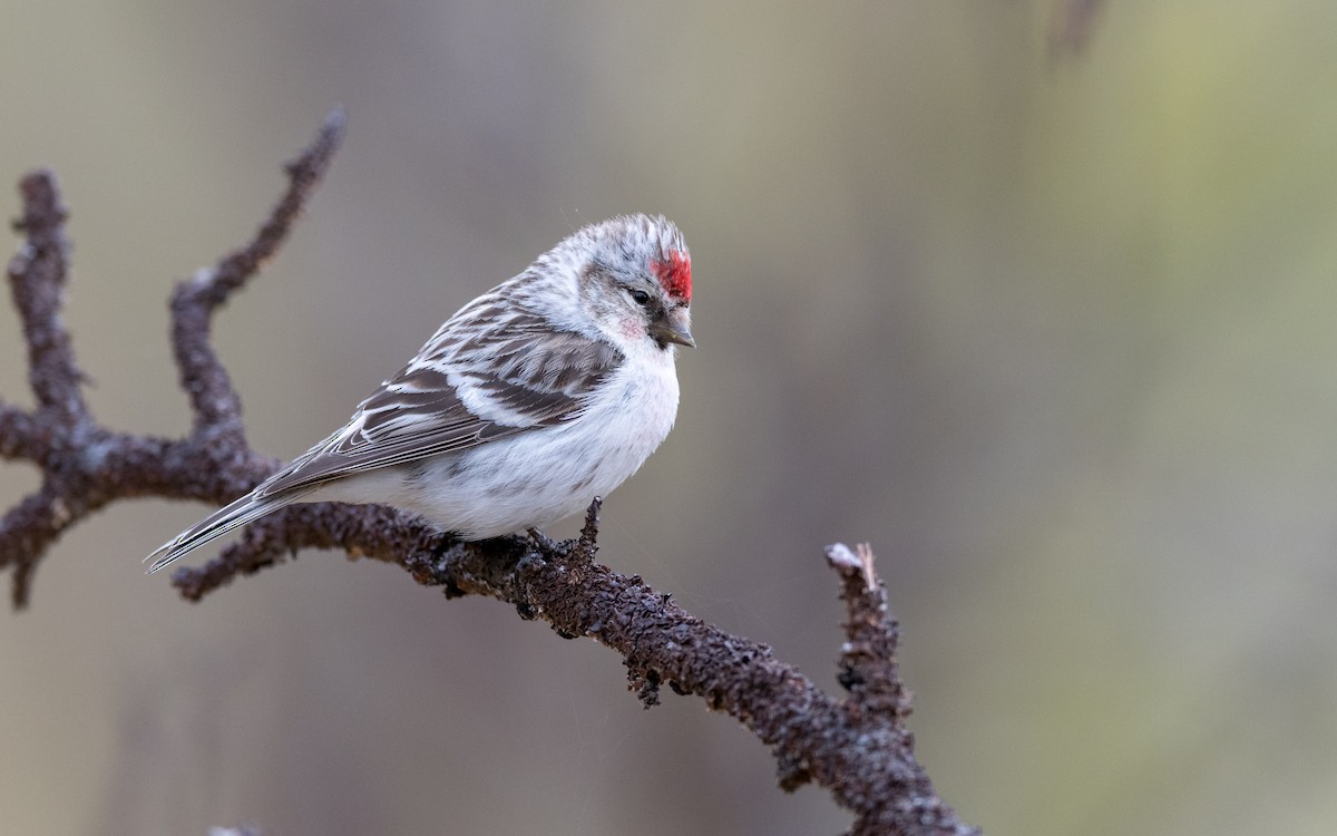 Hoary Redpoll - ML623321838