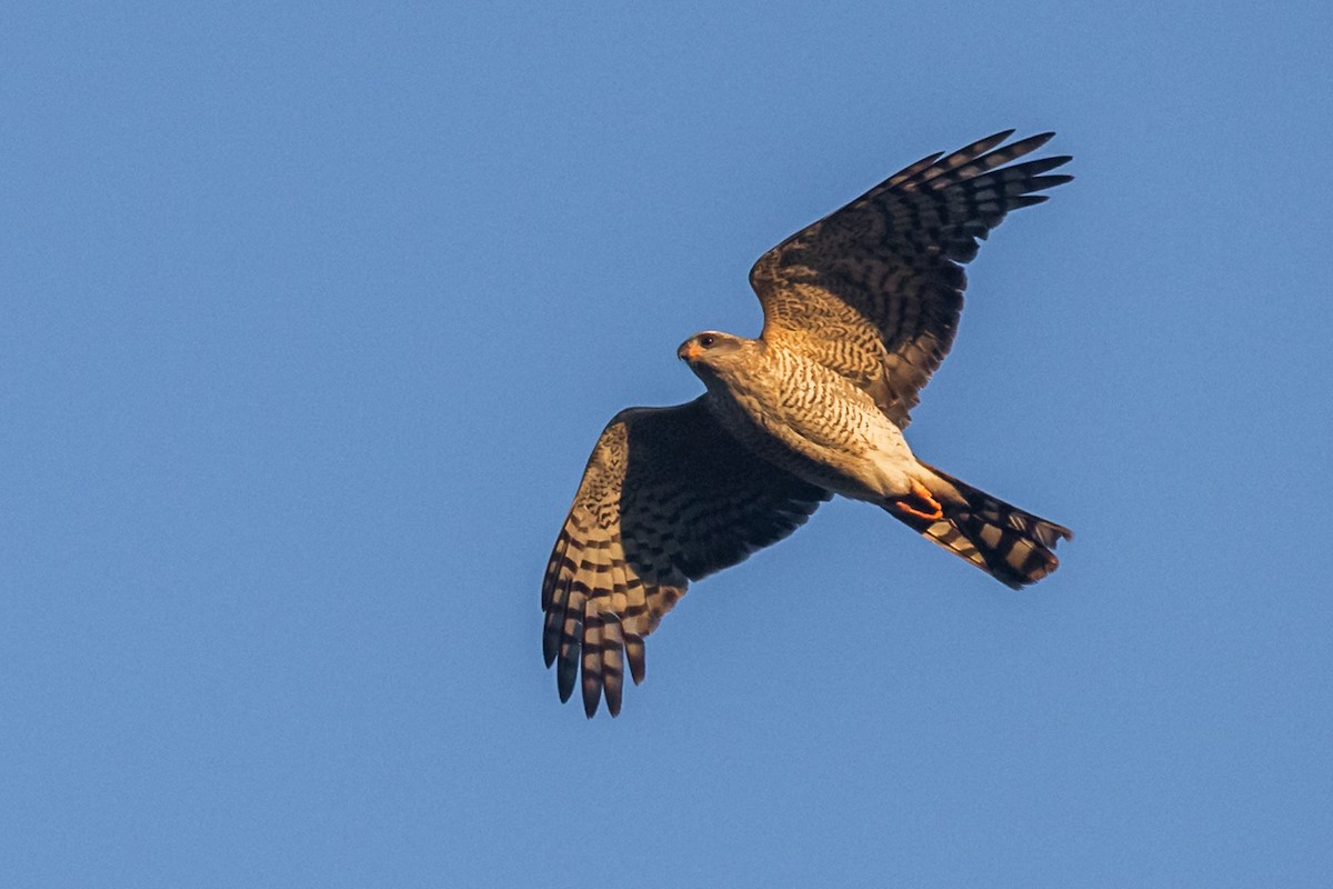 Ovambo Sparrowhawk - Tristan Silver
