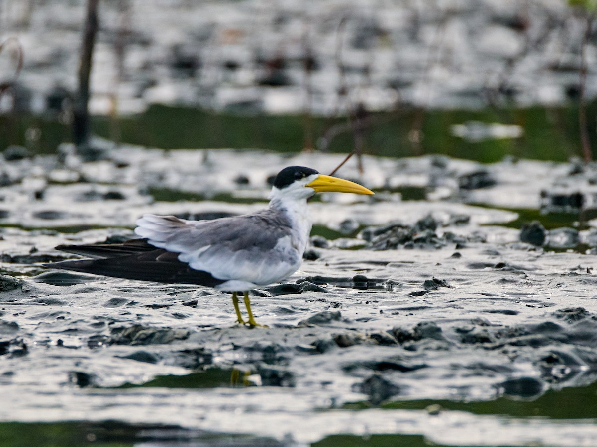 Large-billed Tern - ML623321879