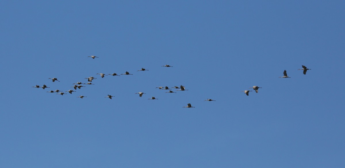 Sandhill Crane - ML623321924