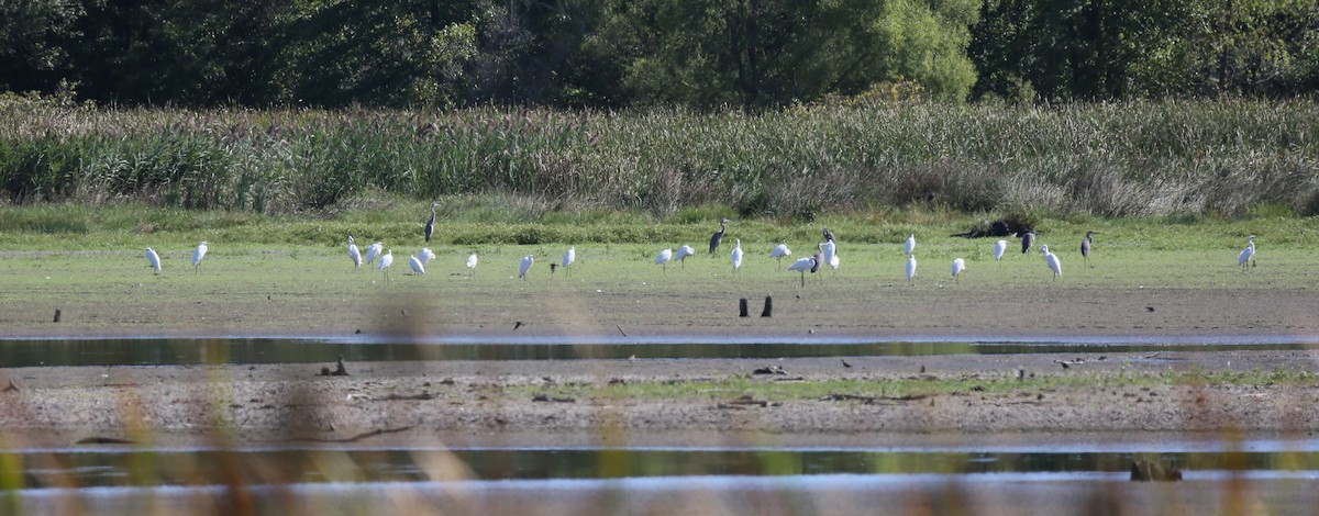 Great Egret - ML623321941