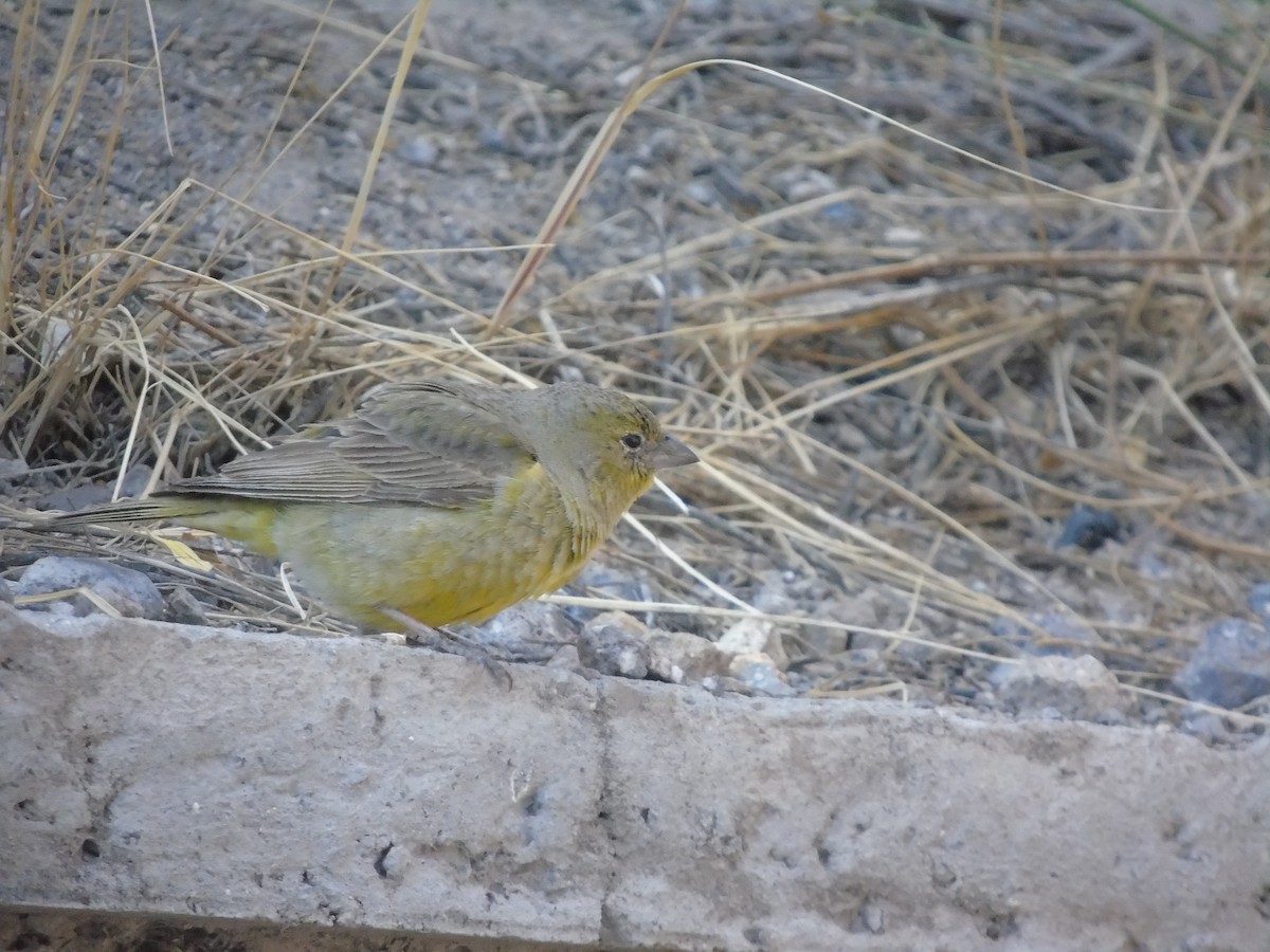 Greenish Yellow-Finch - ML623321956