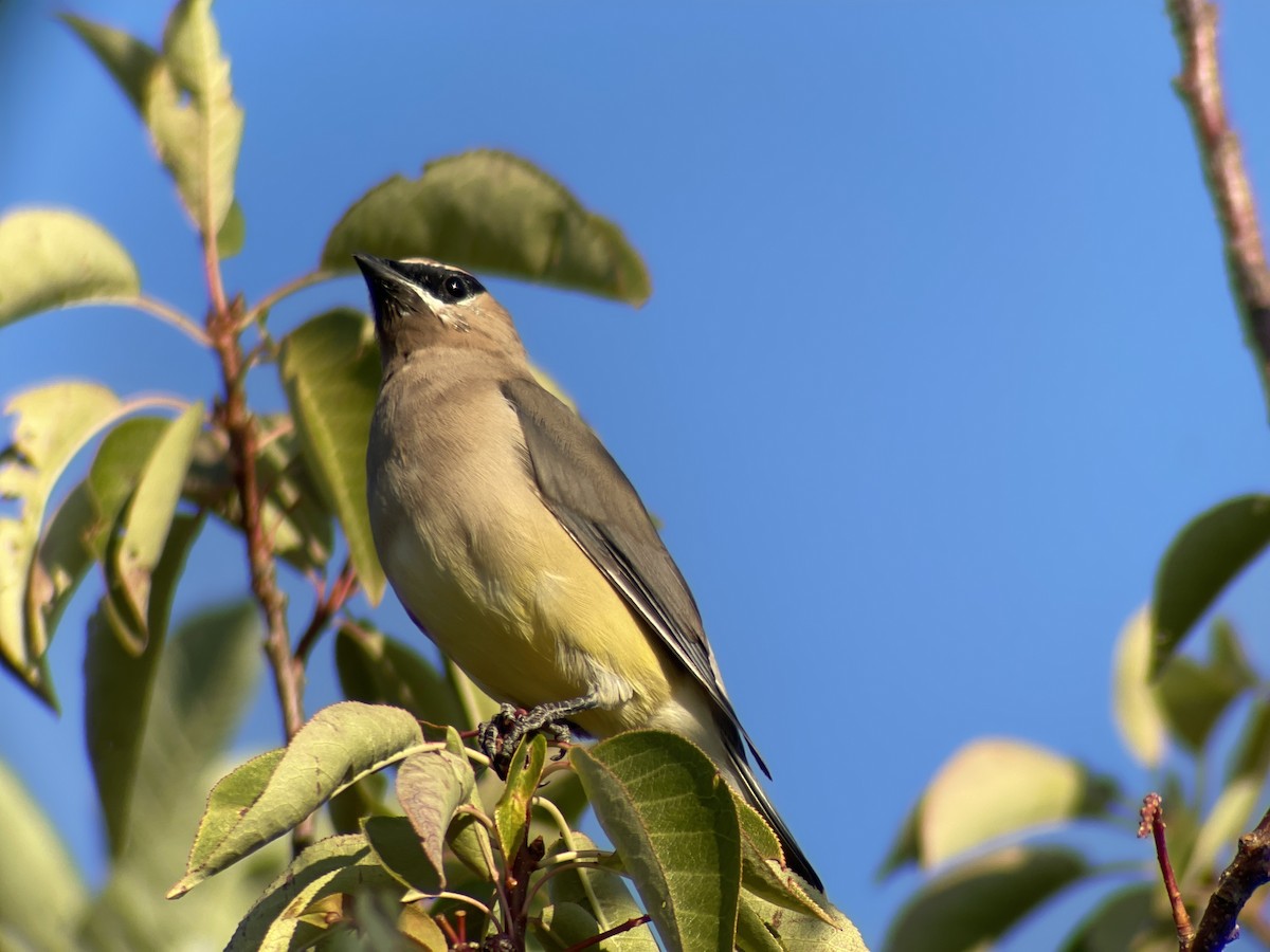 Cedar Waxwing - Tim Olson