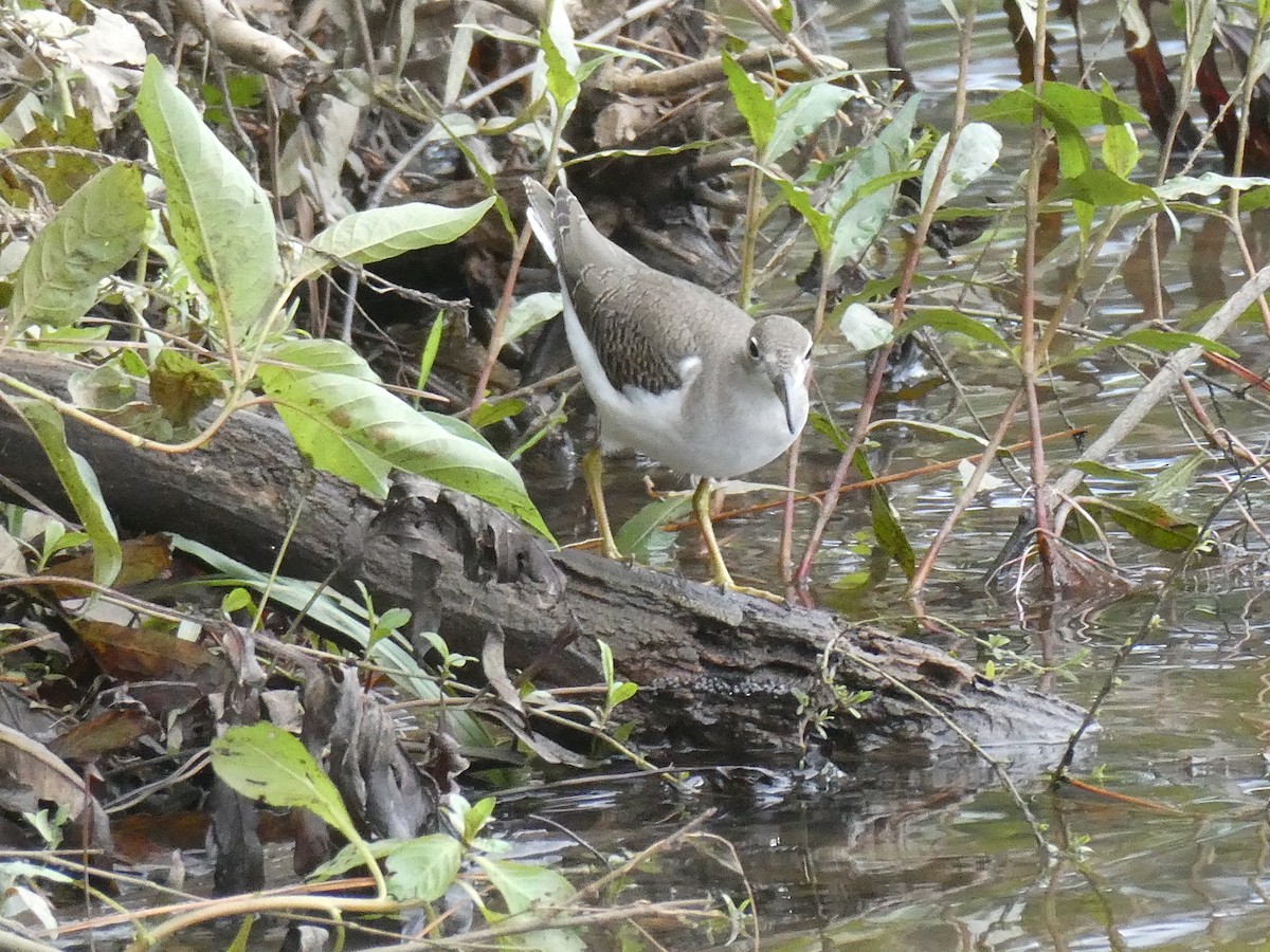 Spotted Sandpiper - Deborah Woody