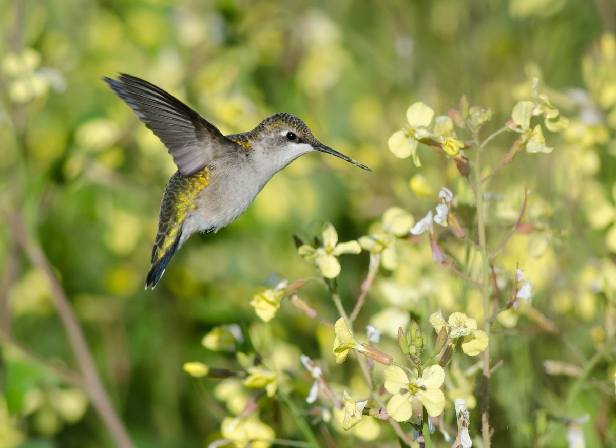 Colibrí Gorjirrubí - ML623321990