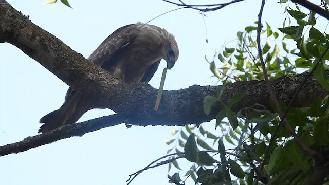 Brahminy Kite - ML623321992