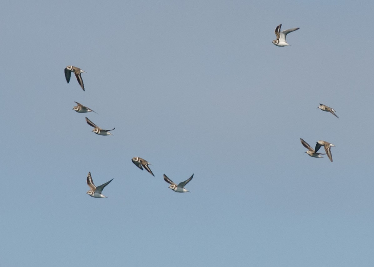 Semipalmated Plover - ML623321994