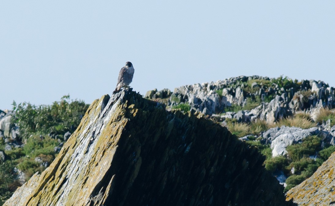 Halcón Peregrino - ML623321998