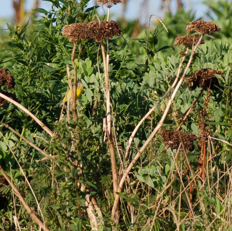 Nashville Warbler - ML623322002