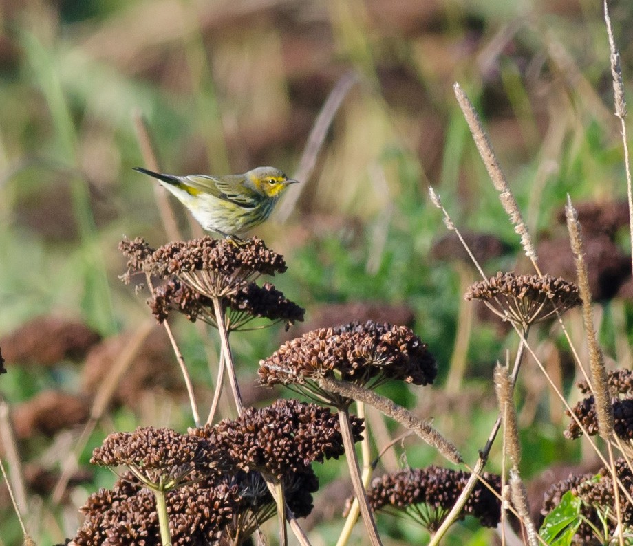 Cape May Warbler - ML623322004