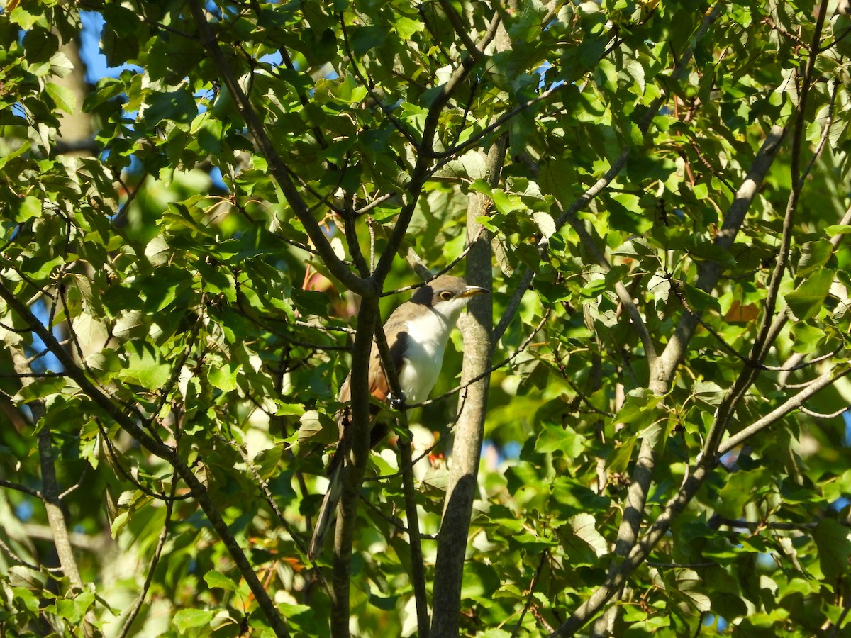 Yellow-billed Cuckoo - ML623322014