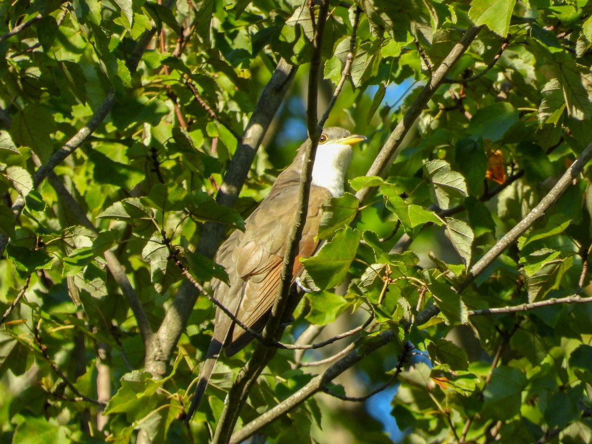 Yellow-billed Cuckoo - ML623322015