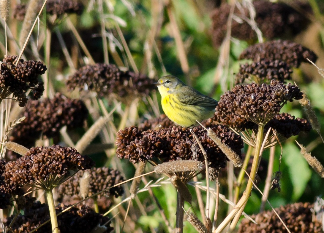 Prairie Warbler - ML623322016