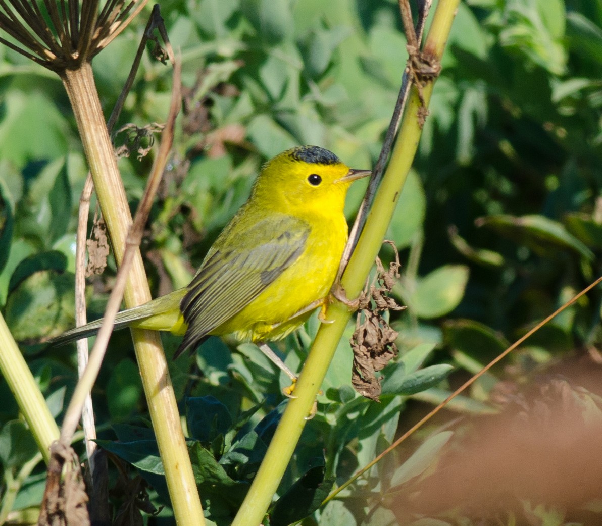 Wilson's Warbler - ML623322024