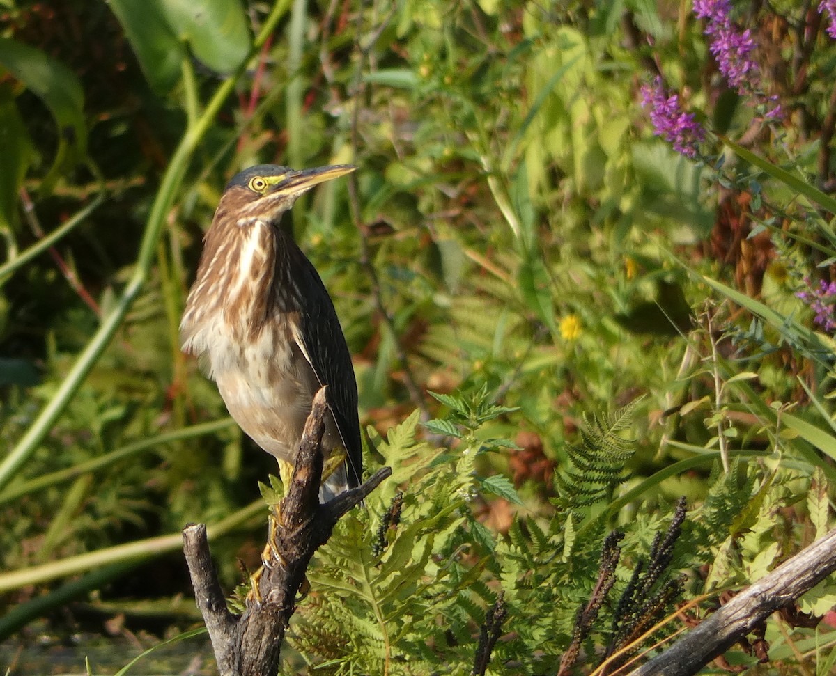 Green Heron - ML623322139