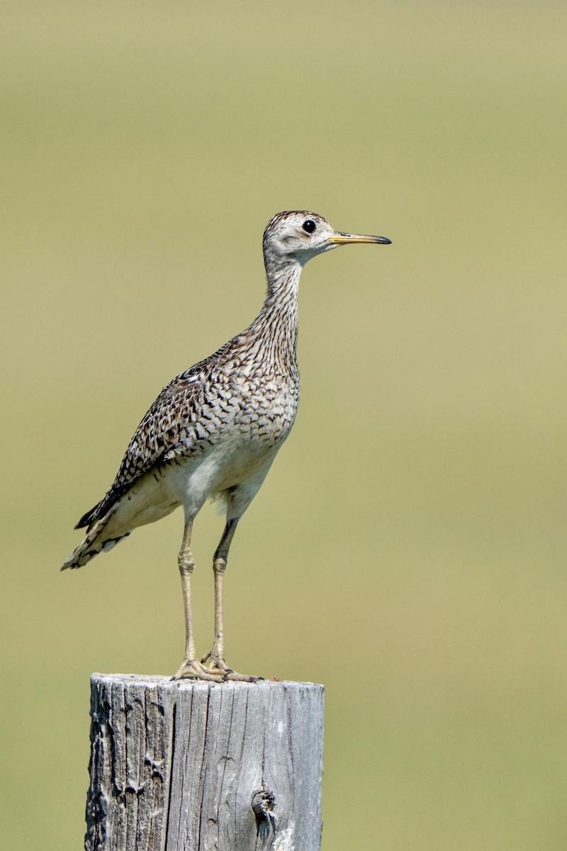 Upland Sandpiper - Winston Liu