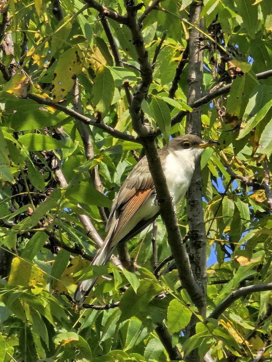 Yellow-billed Cuckoo - ML623322185