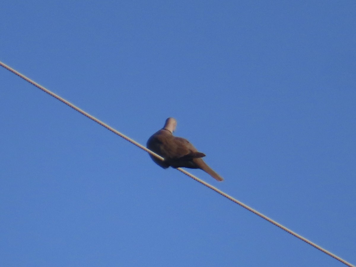 Eurasian Collared-Dove - ML623322235