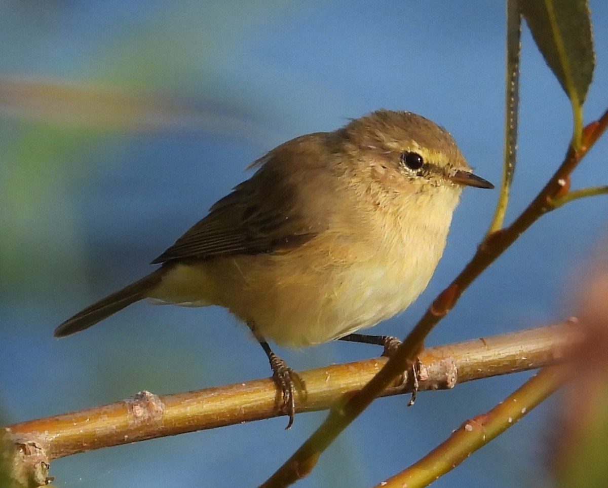 Mosquitero Común - ML623322238