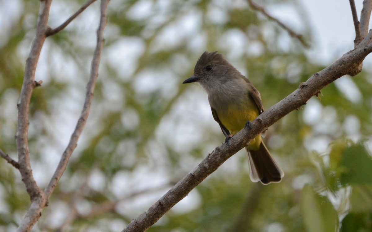 Nutting's Flycatcher (Nutting's) - ML623322261