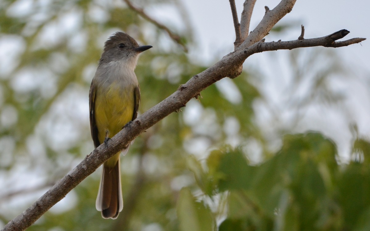 Nutting's Flycatcher (Nutting's) - ML623322263