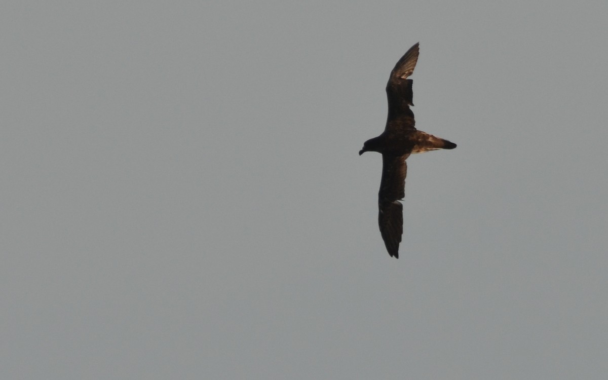 Tahiti Petrel - ML623322342