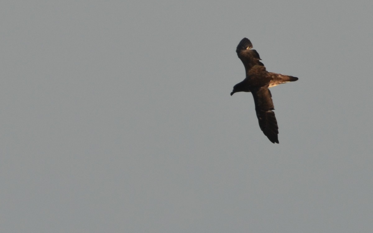 Tahiti Petrel - Ramón  Trinchan Guerra