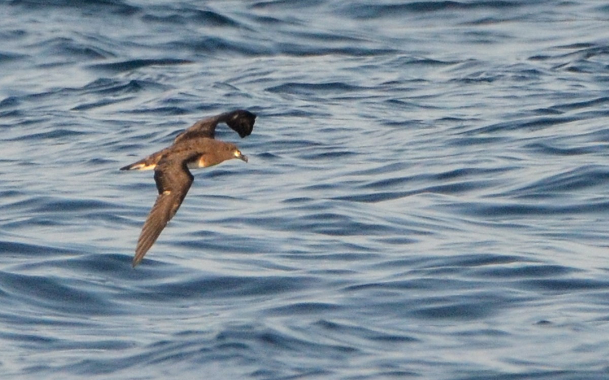 Tahiti Petrel - ML623322344