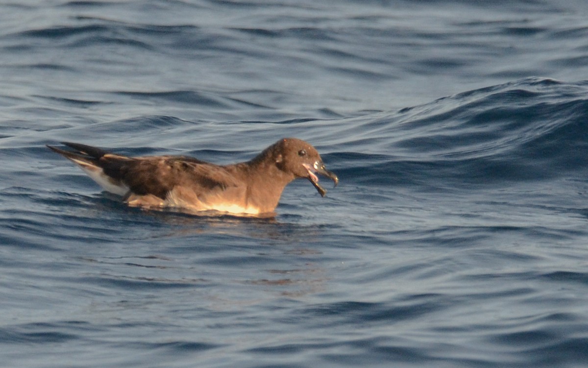 Tahiti Petrel - ML623322345