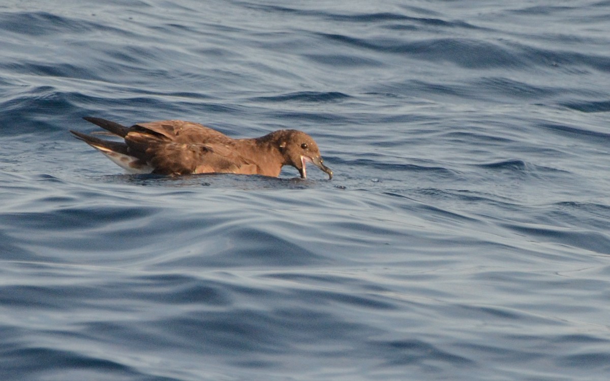 Tahiti Petrel - ML623322346